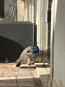 Um casal de pavões que encontramos durante o Passeio a pé em Estremoz, nos claustros do Centro de Ciência Viva.